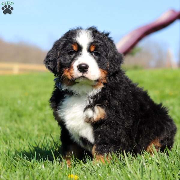 Crooked Jim, Bernese Mountain Dog Puppy